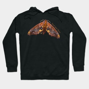 Small-eyed Sphinx, Grabbing a Peek! Hoodie